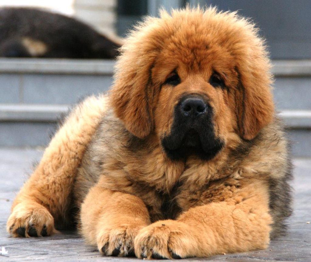 Long-Haired-dog-breeds-in-india