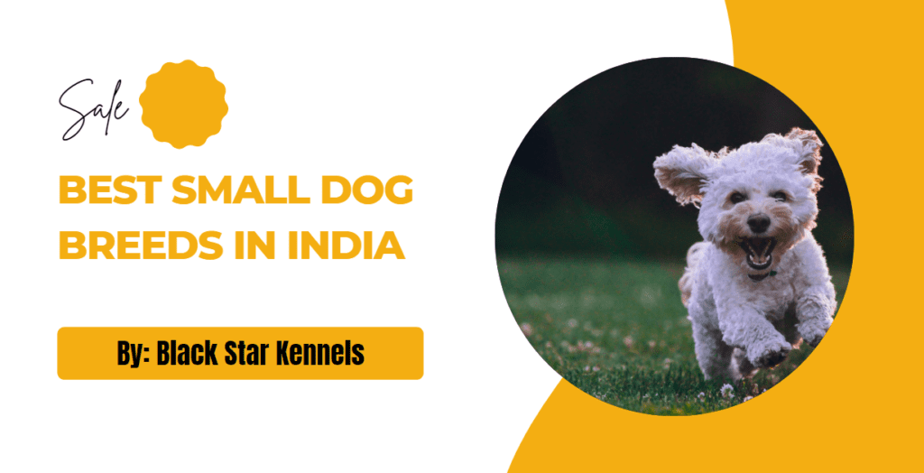 best-small-dog-breeds-in-india