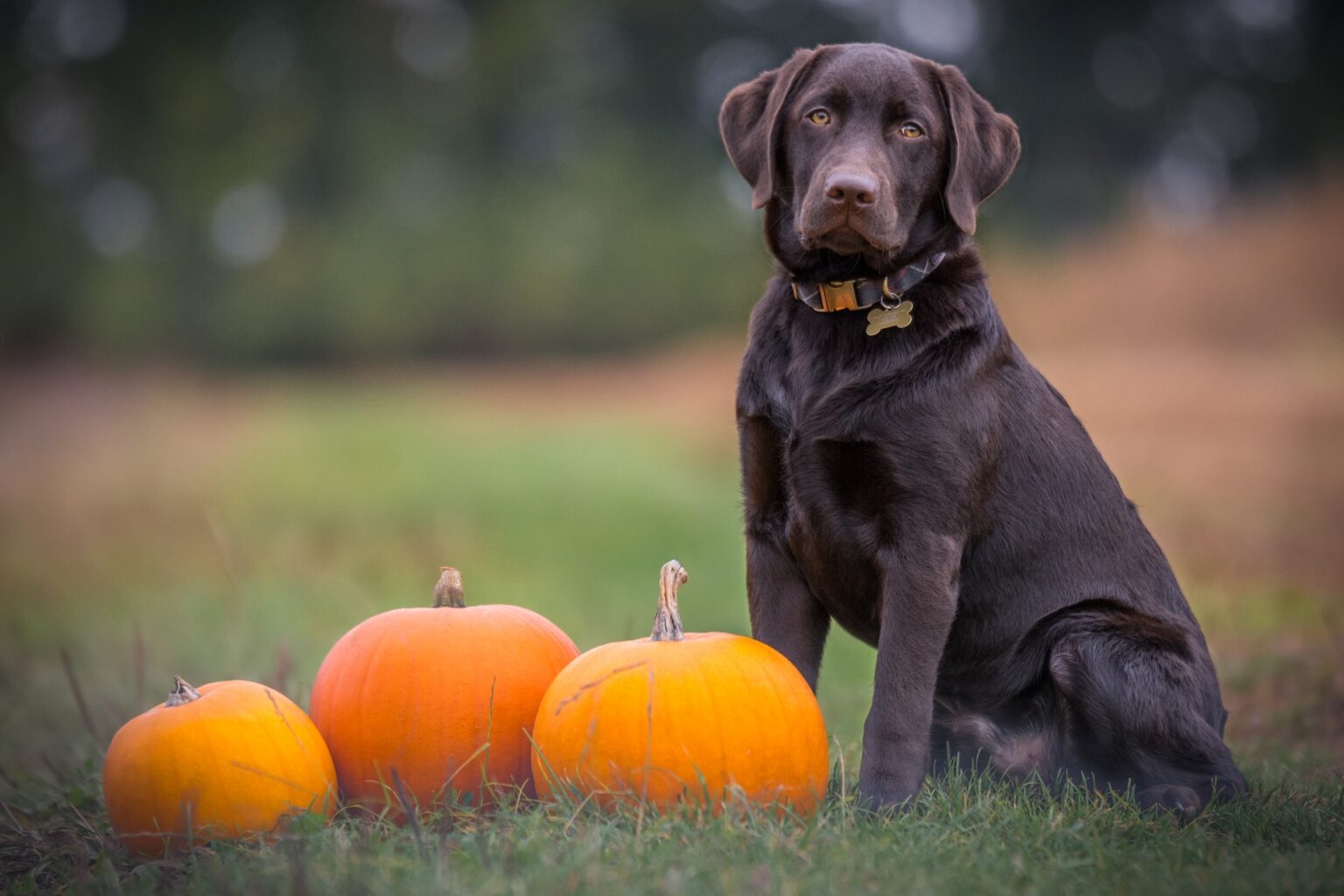Chocolate Labrador Price in India Black Star Kennels