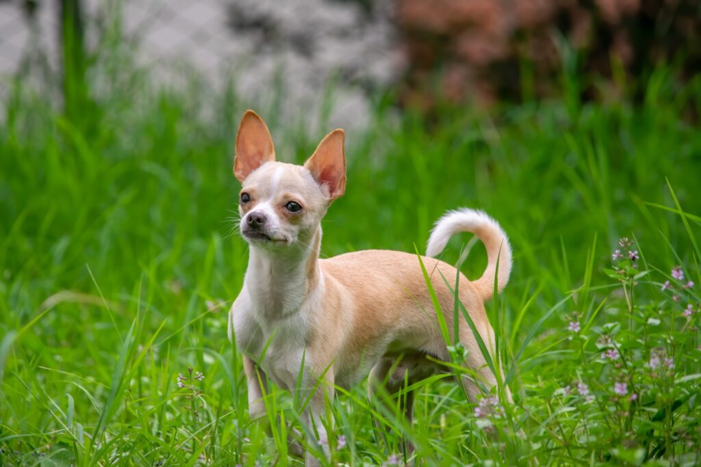 Best-small-dog-breeds-in-india