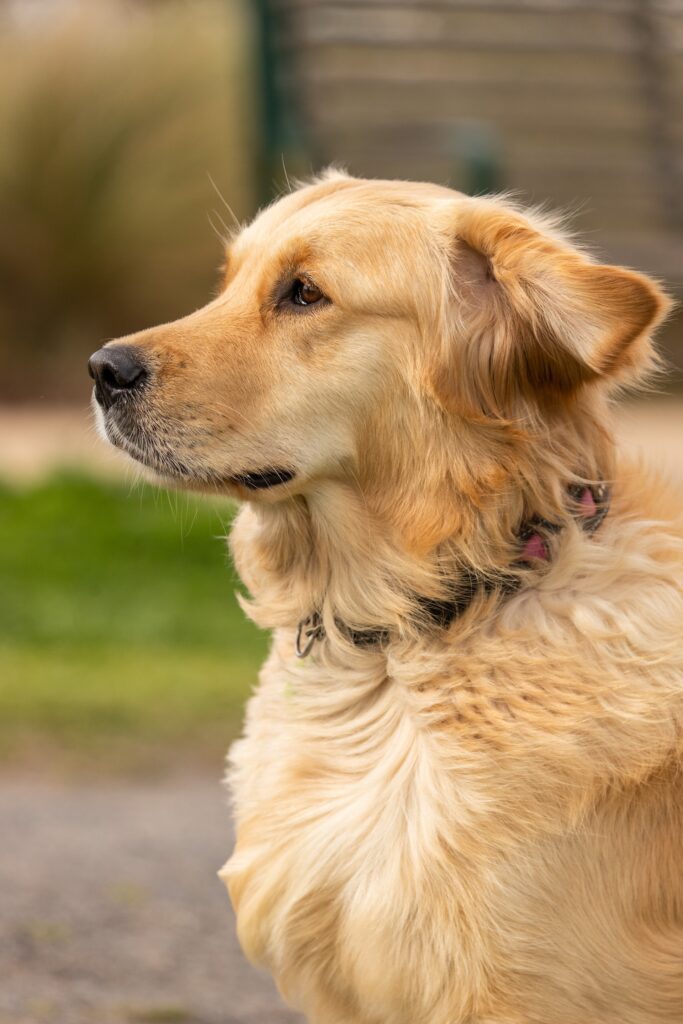 long-haired-dog-breeds-in-india