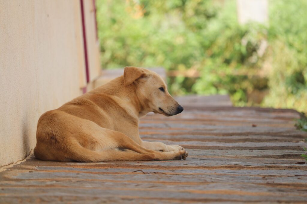 best-family-dogs-in-india