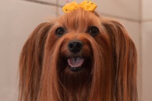 a brown long coated dog with yellow ribbon