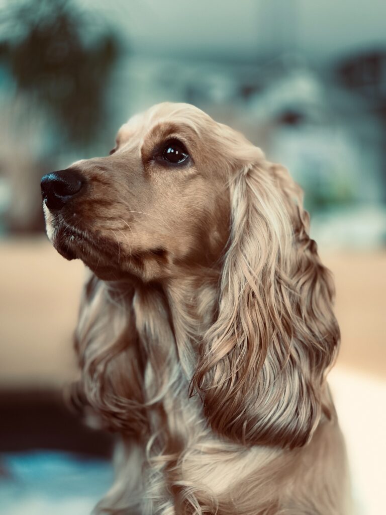 long-haired-dog-breeds-in-india