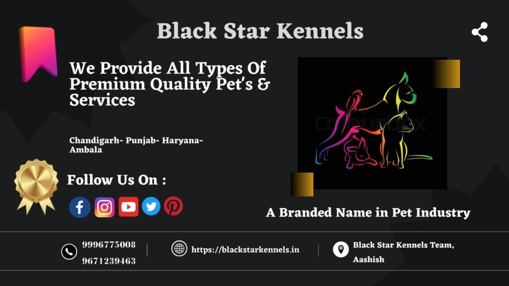 black-star-kennels