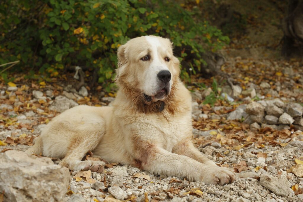 kangal-dog-price-in-india