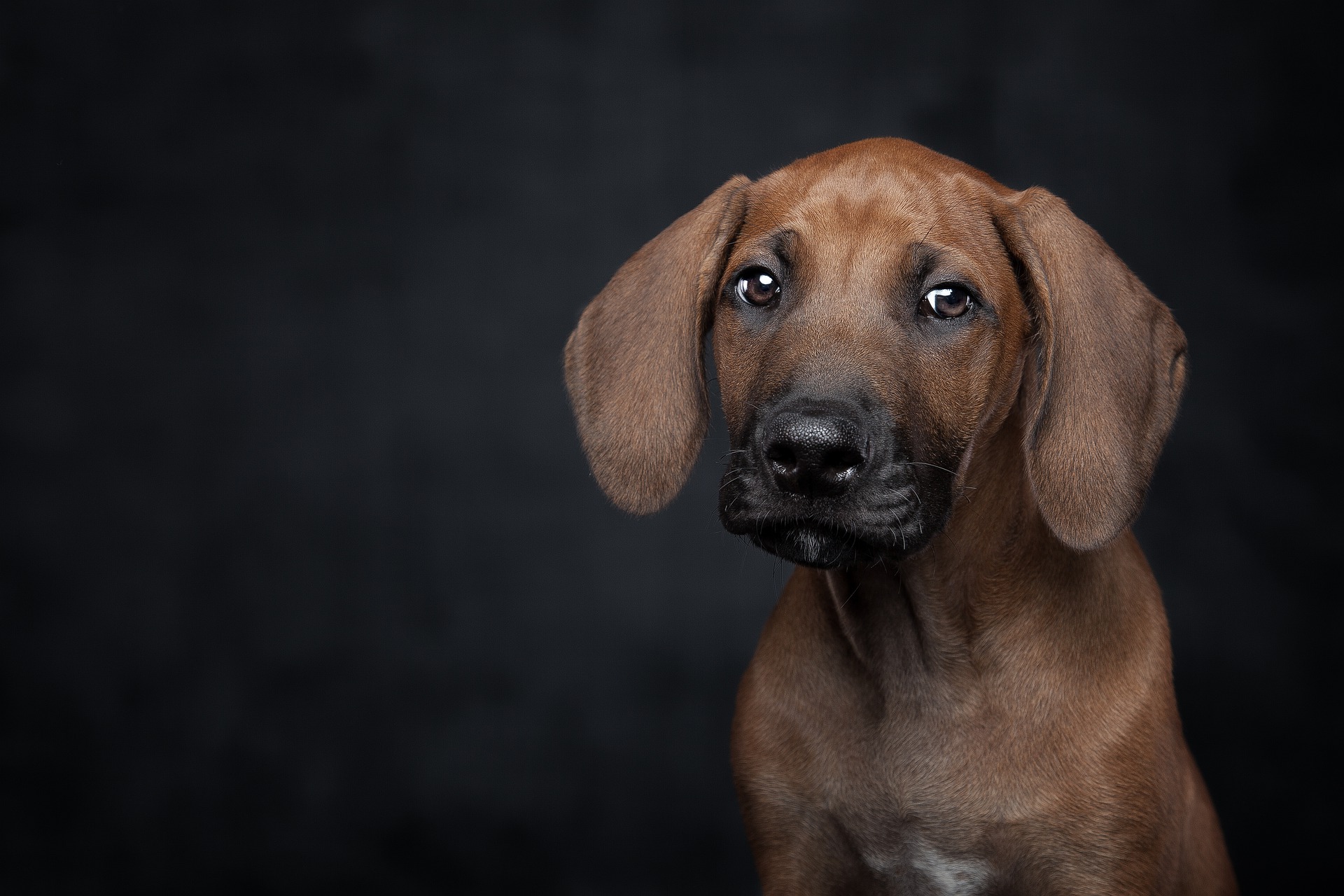 Rhodesian Ridgeback Price in India Black Star Kennels
