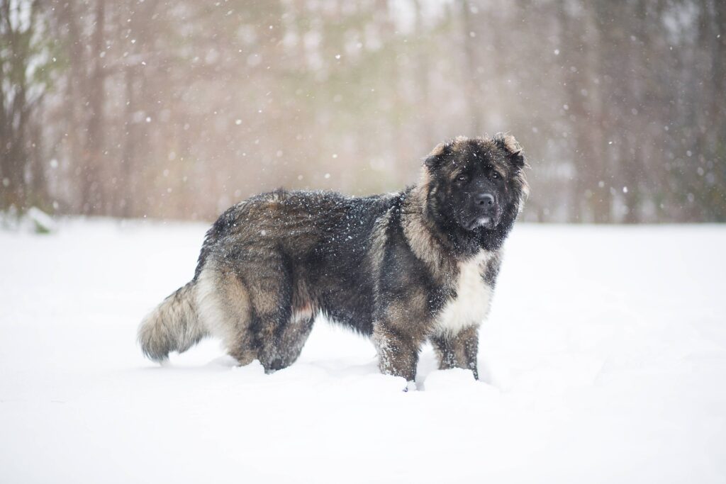 caucasian-shepherd-price-in-india