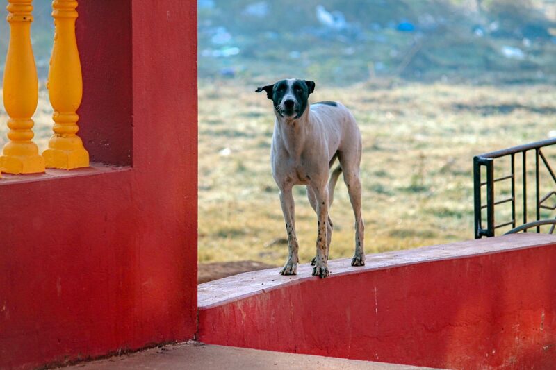 Chippiparai Dog Price in India - [Buy/Sell] - Black Star Kennels