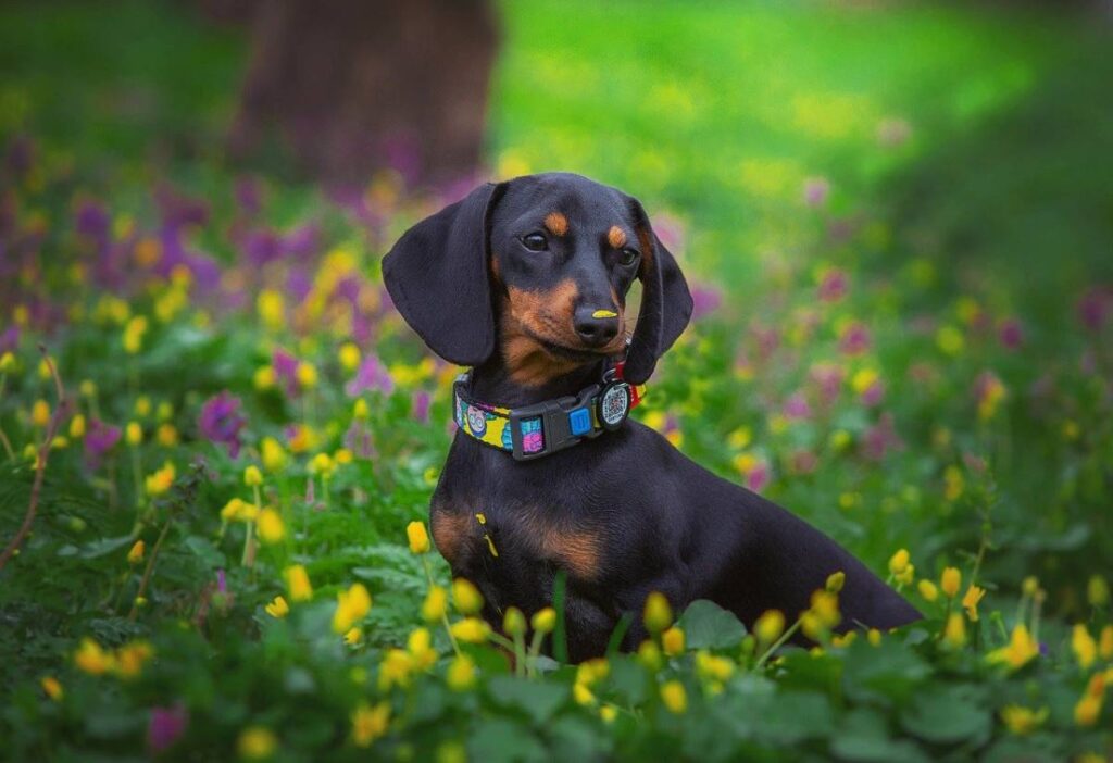 Dachshund Price in India [Buy/Sell] [puppy] - Black Star Kennels