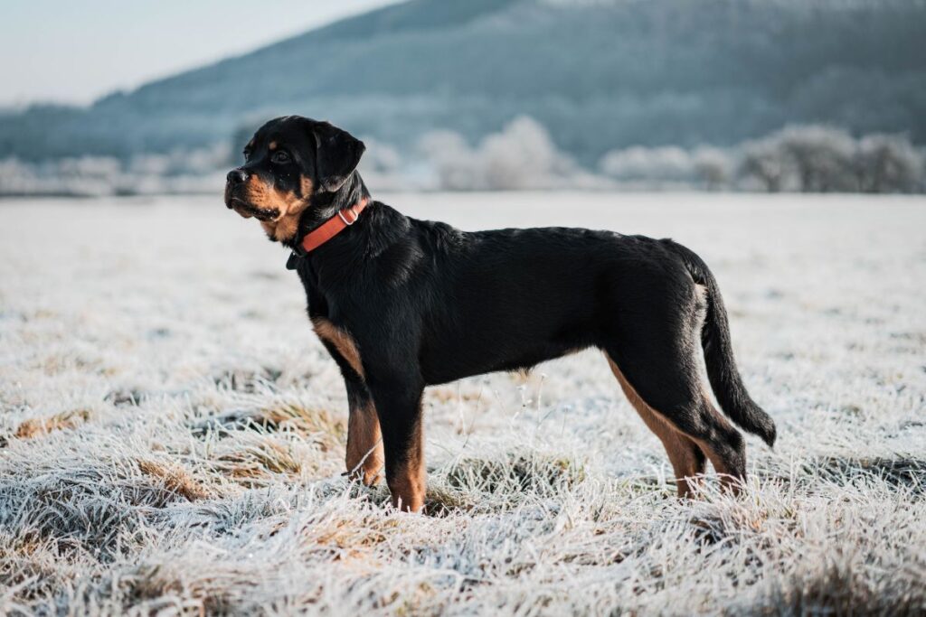 rottweiler-price-in-india