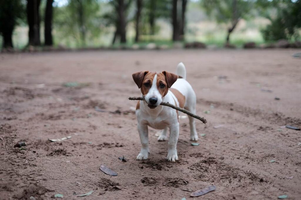 jack-russel-terrier-price-in-india