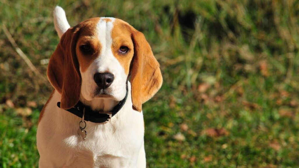 beagle-price-in-india