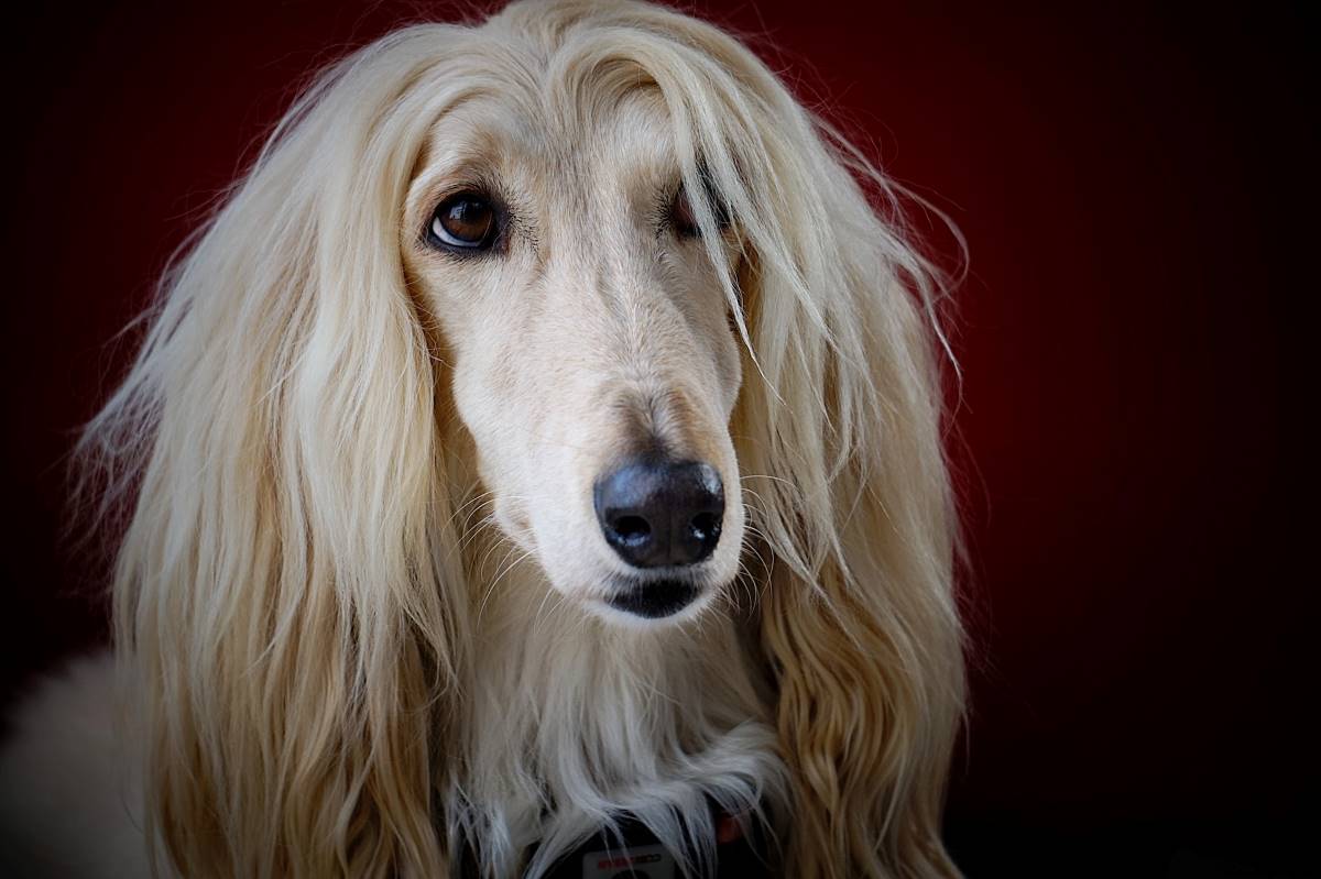 Afghan Hound Price in India 2023 - Black...