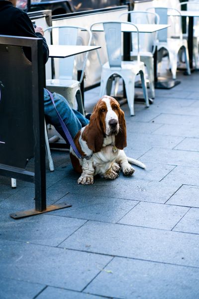 basset-hound