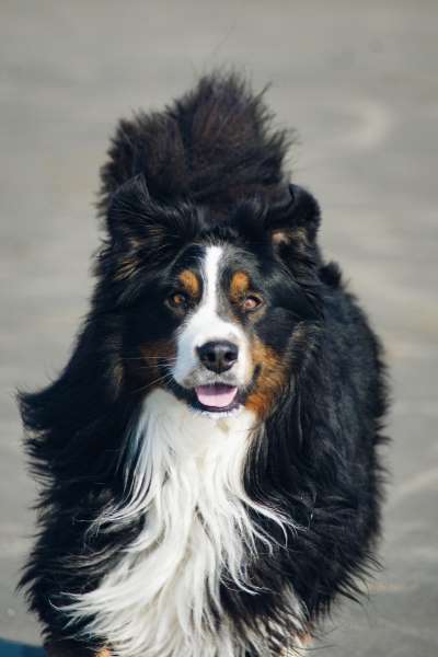 bernese mountain dog