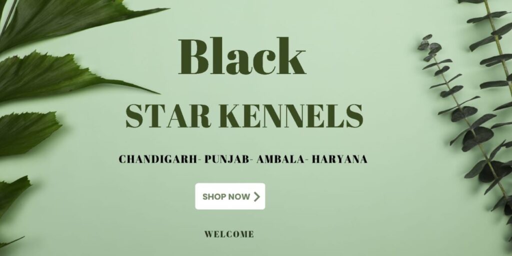 Best Pet Shop- Black Star Kennels