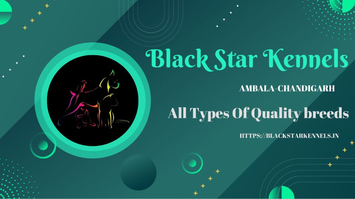 Best Dog Kennel in Ambala [Chandigarh Punjab Haryana] 2024 Black