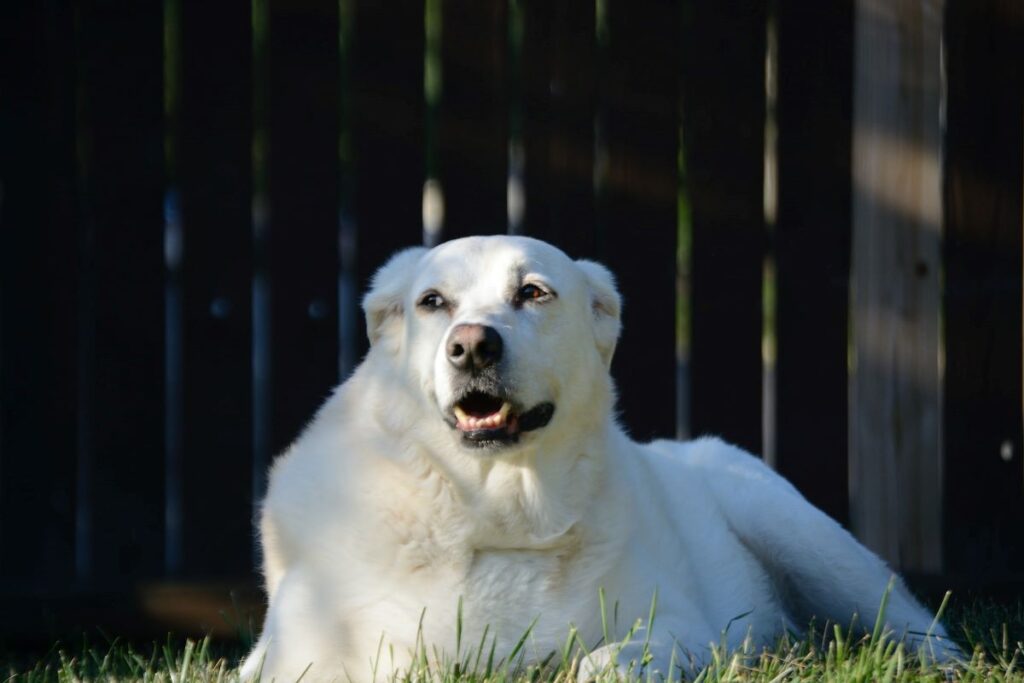 great-pyrenees-price-in-india