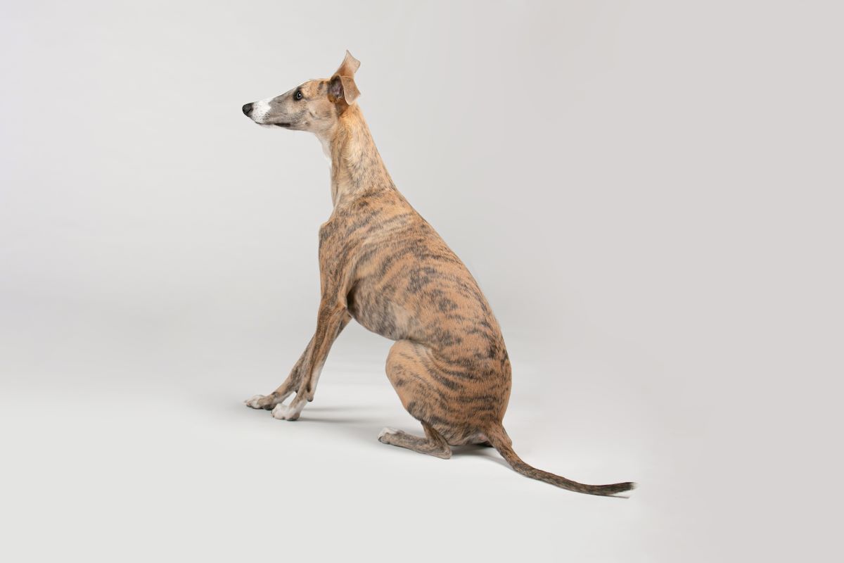 Rampur Greyhound Price in India - [Buy/Sell]- Black Star Kennels