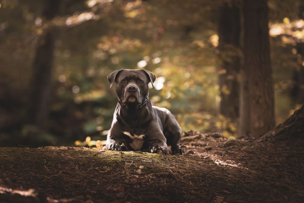american-bully-price-in-ahmedabad