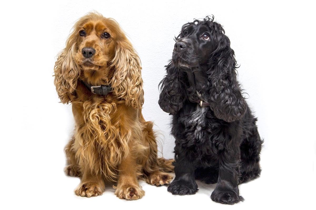 Cocker Spaniel Price in Lucknow Kanpur [UP][PuppyDogBuy] Black
