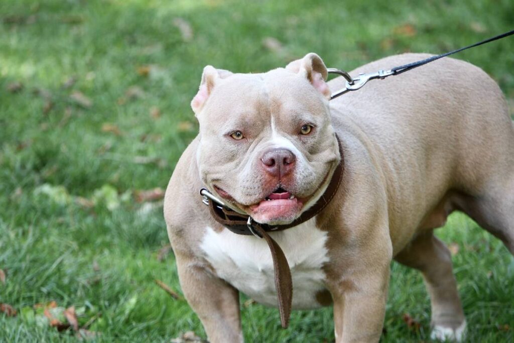 american-bully-price-in-indore