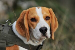 beagle-price-in-agra