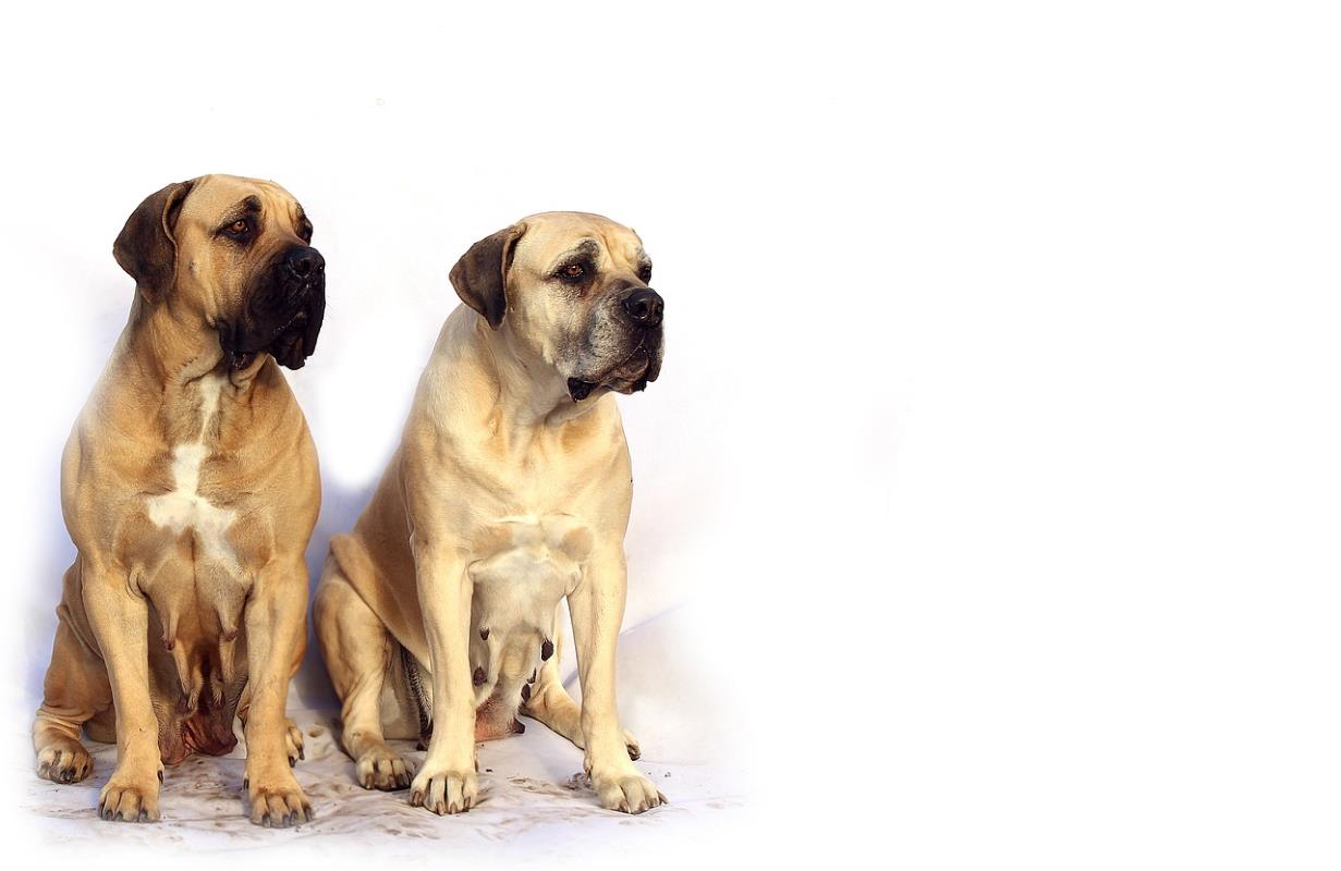 Bull Mastiff Price in Mumbai Pune [Maharashtra][PuppyDogBuy] Black