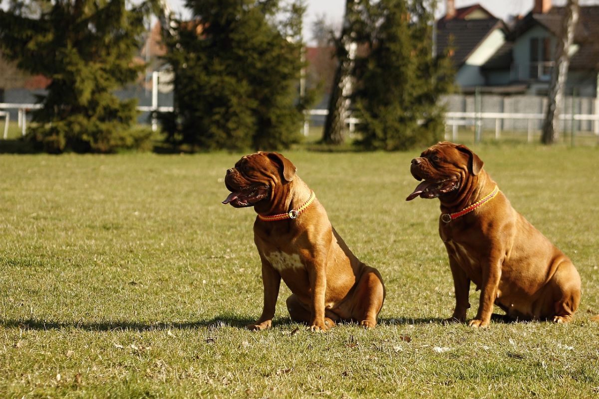 French Mastiff Price in Lucknow Kanpur [UP] [PuppyBuySell] Black