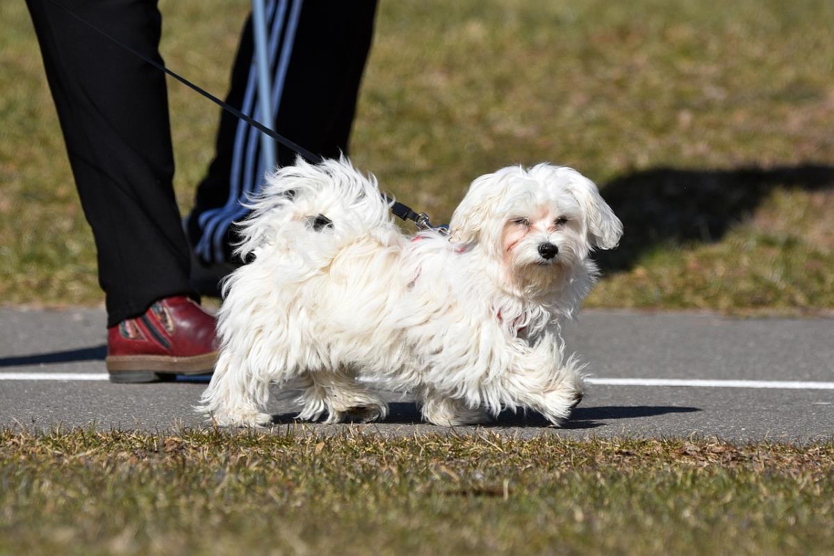 Maltese Price in Lucknow Kanpur [UP] 2024 [PuppyDogBuy] Black