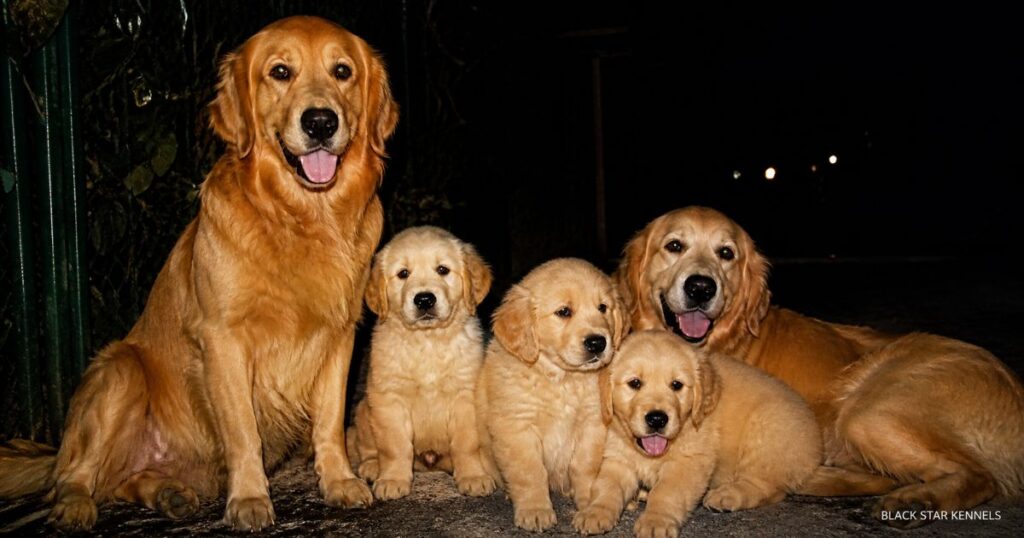 Golden Retriever Price in India