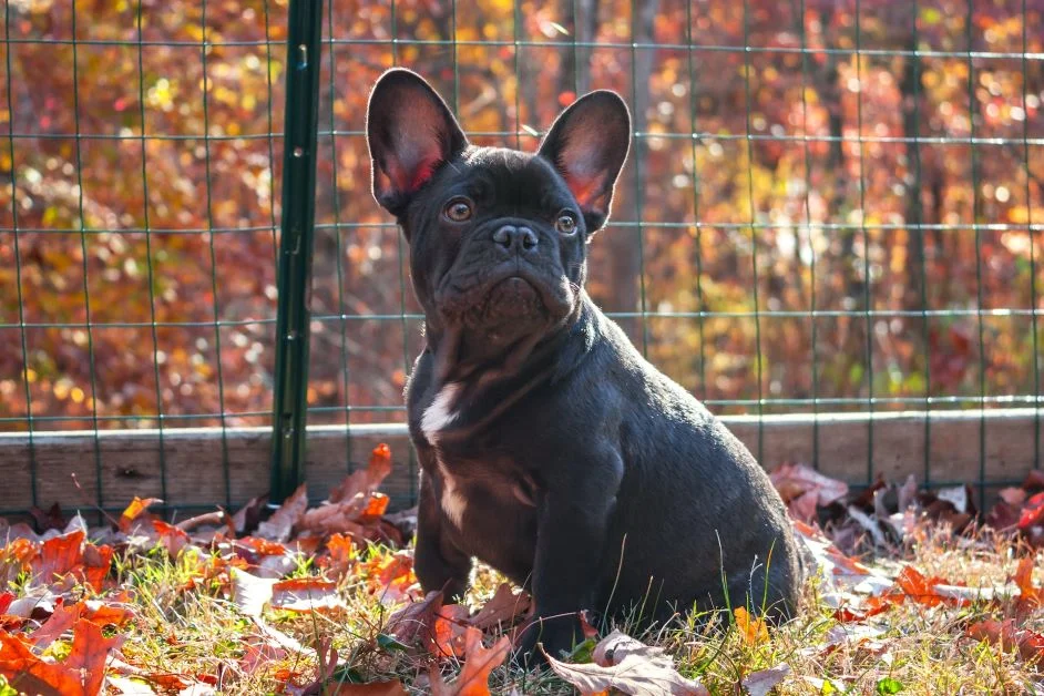 french-bulldog-price-in-india